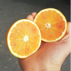 Oranges JUS- Cadenera 10kg...