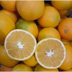 Oranges TABLE - 2kg - BIO...