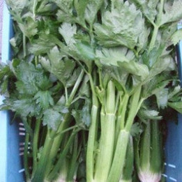 Céleri vert/Groene selder - 400g