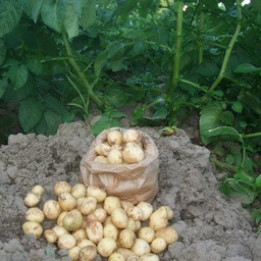 Pdt grenailles/Krielaardappelen - 1kg