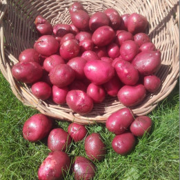 Pomme de terre rouge Grenailles/ Kriel - 1kg