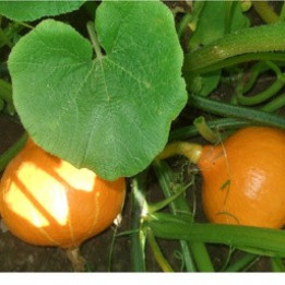 Potimarron /Pompoen - 1,2kg