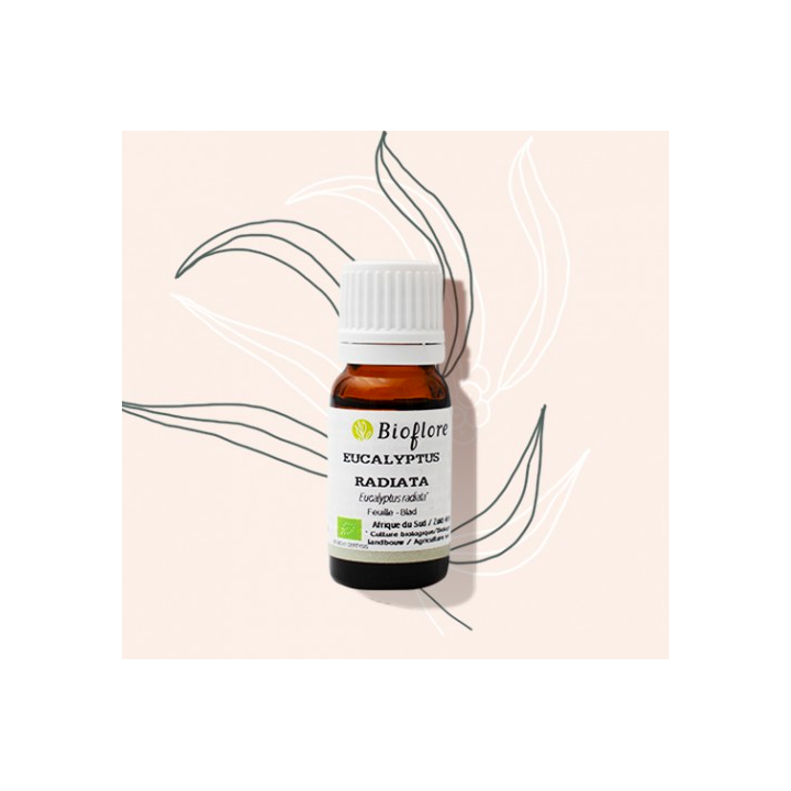 Huile essentielle - Eucalyptus radiata - 10ml