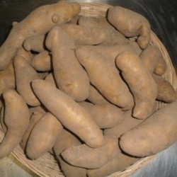 La Ratte/ Ratte patatjes - 1kg