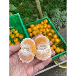 Mandarine - bio - 2kg