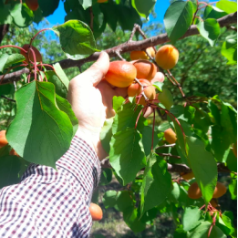 Abricots - 1kg - BIO - ITALIE