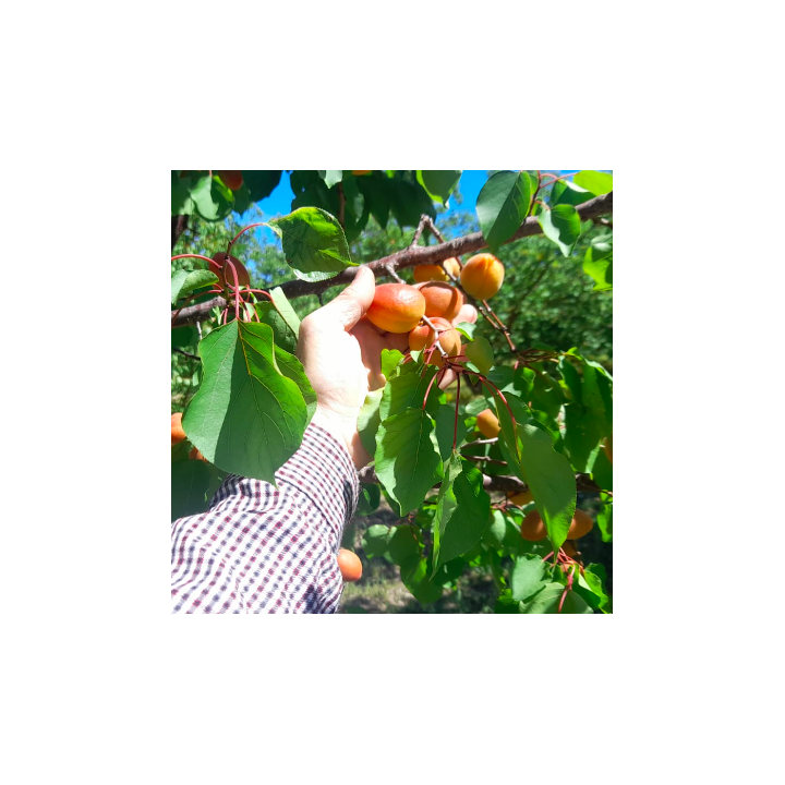 Abricots - 1kg - BIO - ITALIE