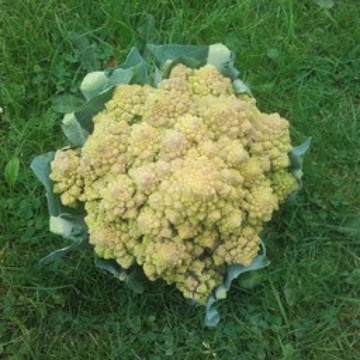 Chou Romanesco