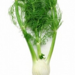 Fenouil /Venkel - 450g
