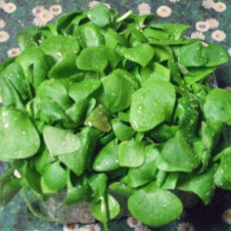 Pourpier d'hiver/Winterpostelein - 100g