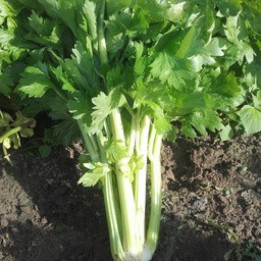 Céleri blanc/ Witte selder - 400g