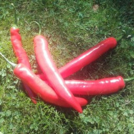 Piments rouges/Rode pepers - 100g