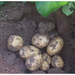 Pommes de terre primeur - Nieuwe aardappe 1kg
