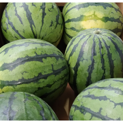 Pastèque - +/-2kg - BIO -...