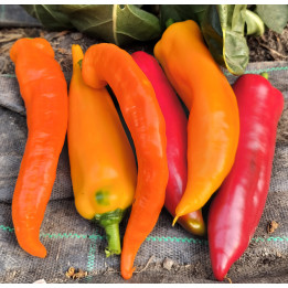 Poivron doux mix / Paprika color mix - 500g