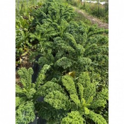 Chou Frise Vert Botte Bio...