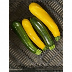 Courgettes Vertes et Jaunes...