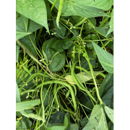 Haricots Verts Bio (300gr)
