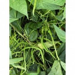 Haricots Verts Bio (500gr)