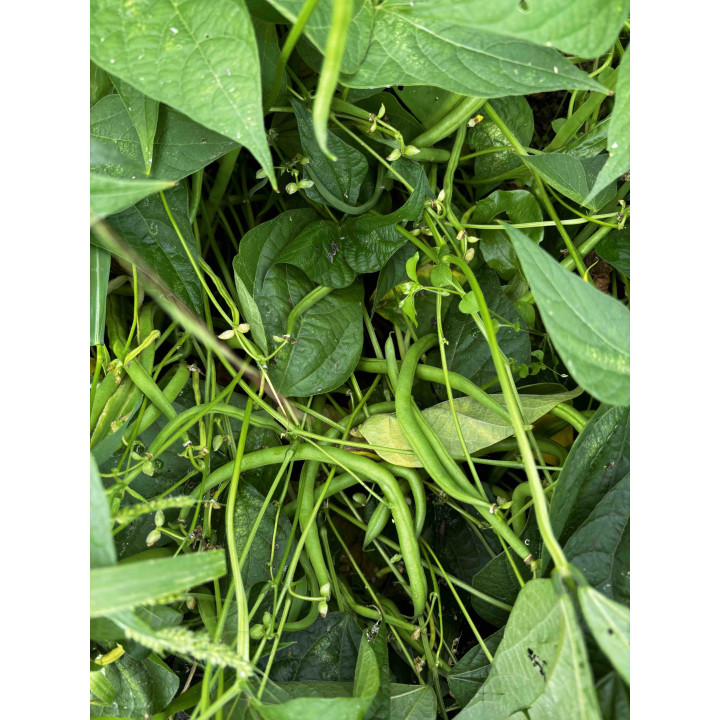 Haricots Verts Bio (300gr)