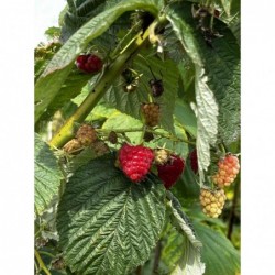 Framboises Rouge et Jaune...