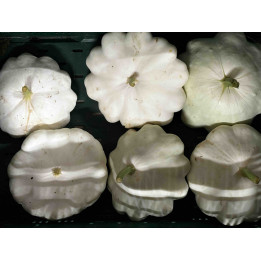 Patisson Blanc Bio (+-800/1200gr)