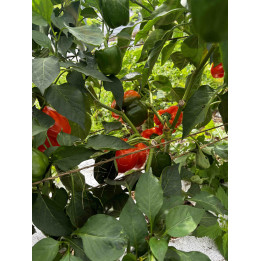 Poivrons Rouge Bio (pièce +-100/200gr)