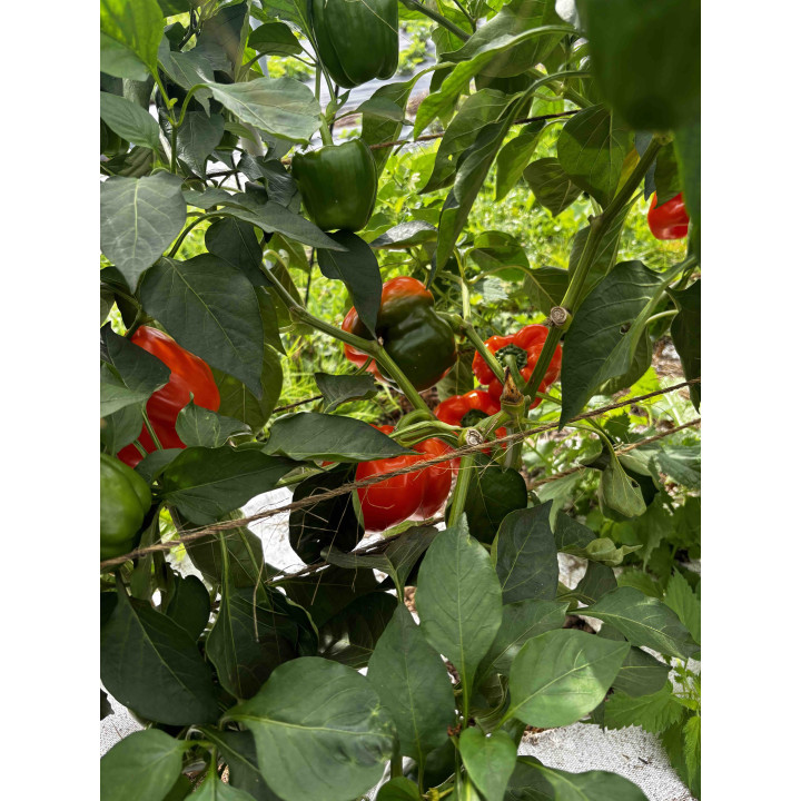 Poivrons Rouge Bio (pièce +-100/200gr)