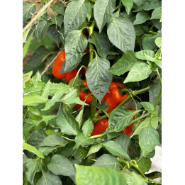 Poivrons Orange Bio (pièce +-100/200gr)