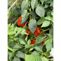 Poivrons Orange Bio (pièce...