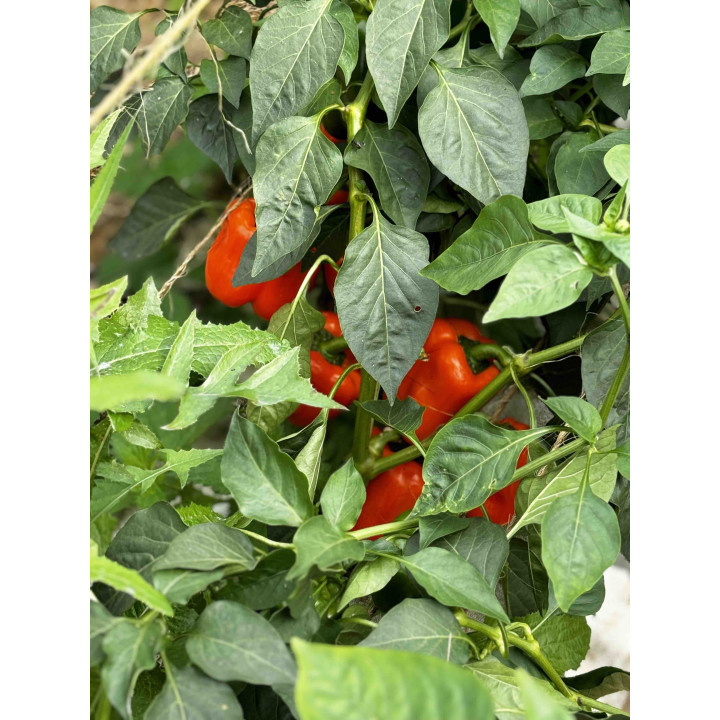 Poivrons Orange Bio (pièce +-100/200gr)