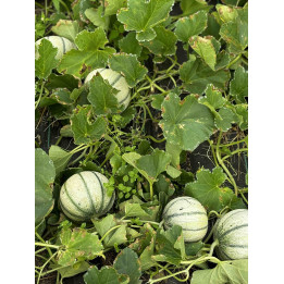 Melon Charentais Bio (+-1kg)