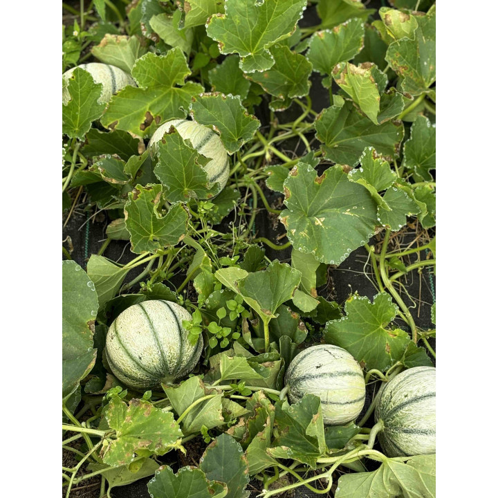 Melon Charentais Bio (+-1kg)