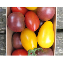 Tomates cerise color mix / Kerstoma mix 300g
