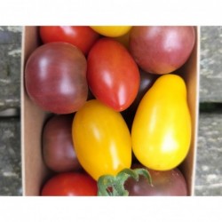 Tomates cerise color mix /...