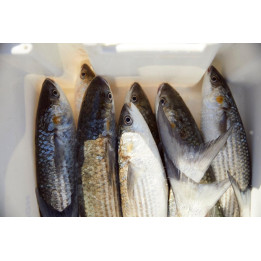 ❄️ Mulet filet avec peau***congelé - +400gr