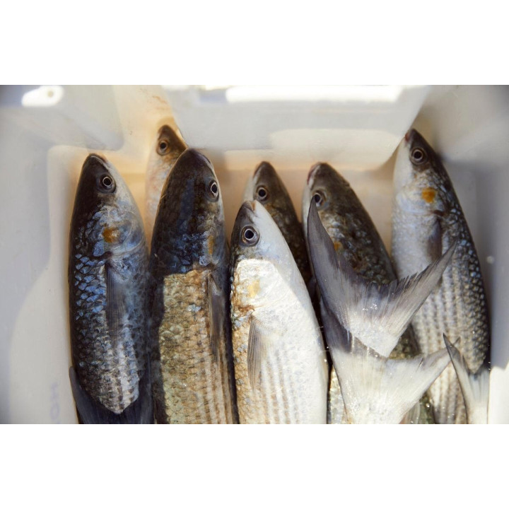❄️ Mulet filet avec peau***congelé - +400gr