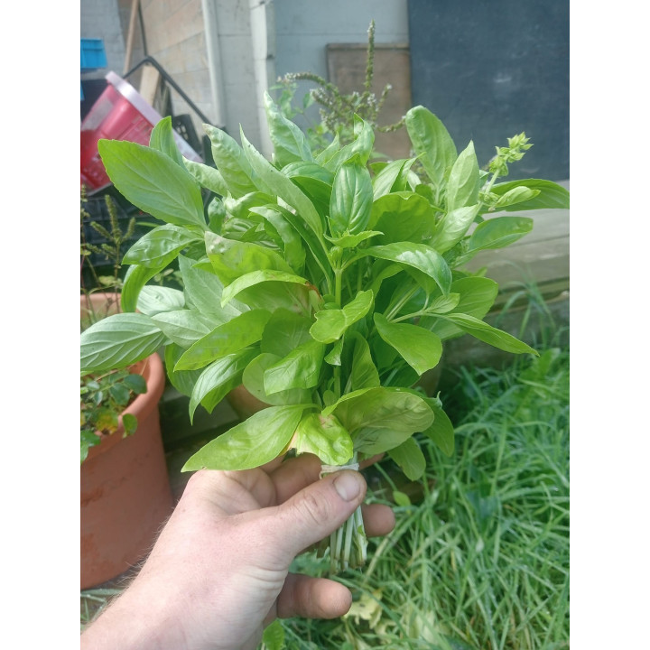 Basilic Vert Bio (+-100gr) 