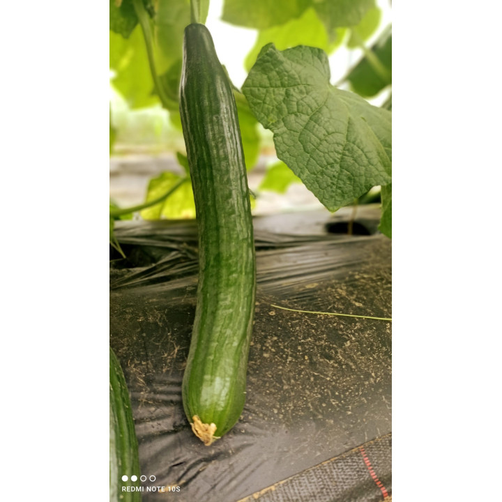 Concombre bio