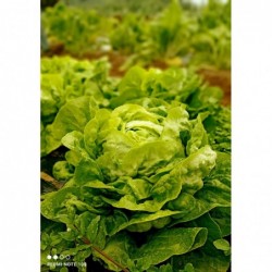 Salade bio