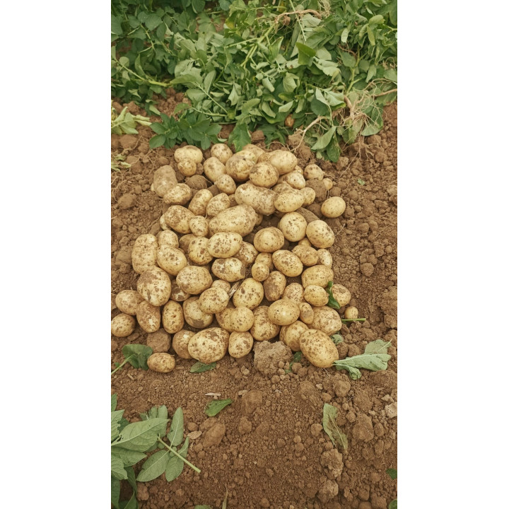 Nouvelles Pdt Pomme de terre chaire ferme 3kg