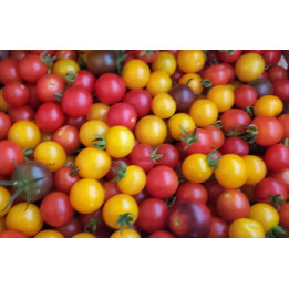 Tomates cerises 500g BIO
