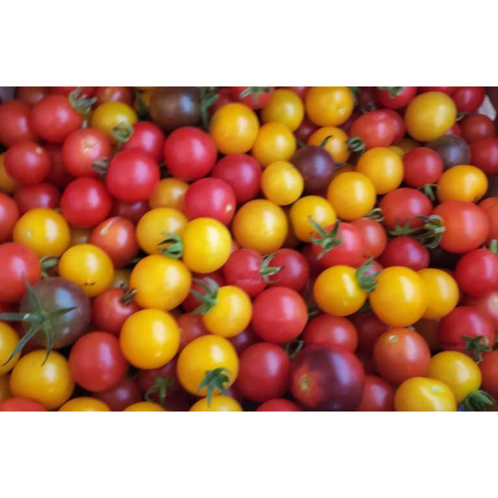 Tomates cerises 500g BIO