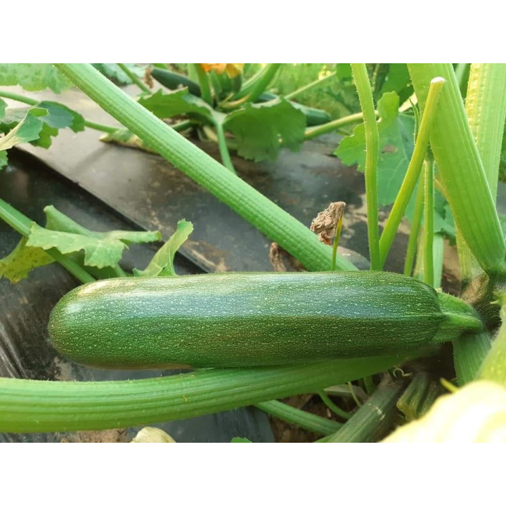 Courgettes BIO 1kg