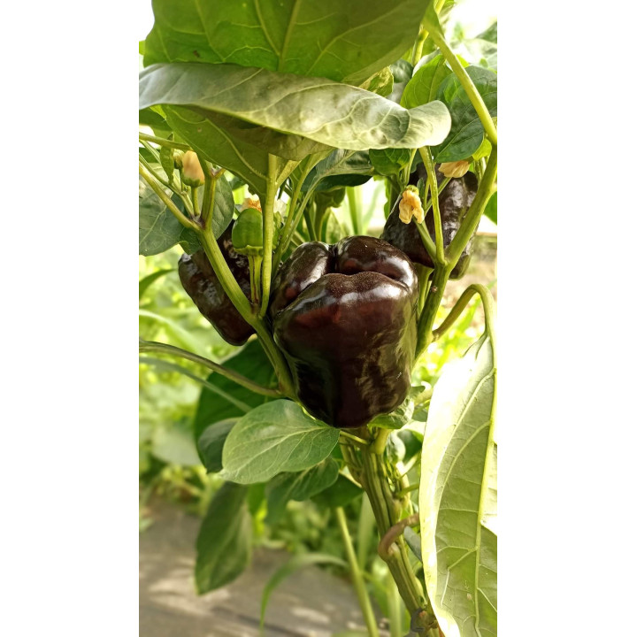 Poivrons vert BIO 1kg
