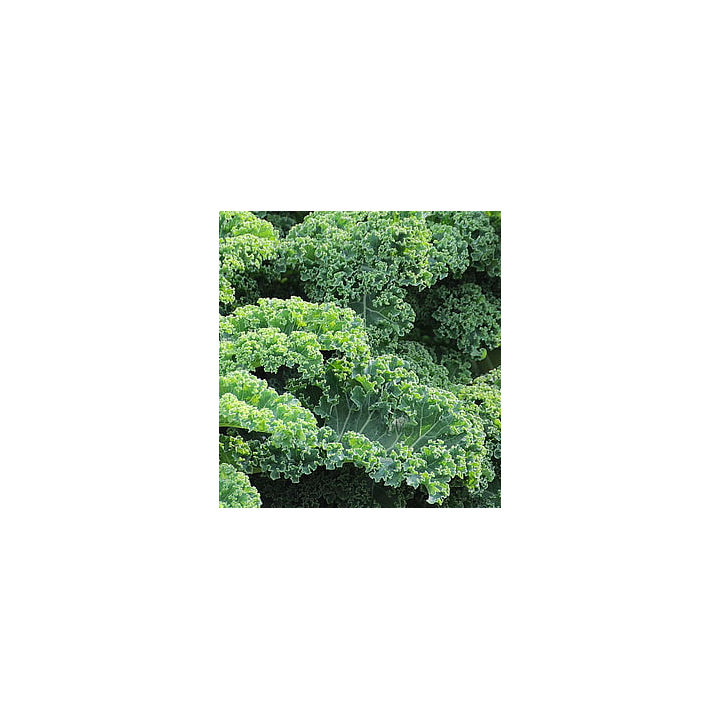 Chou kale BIO
