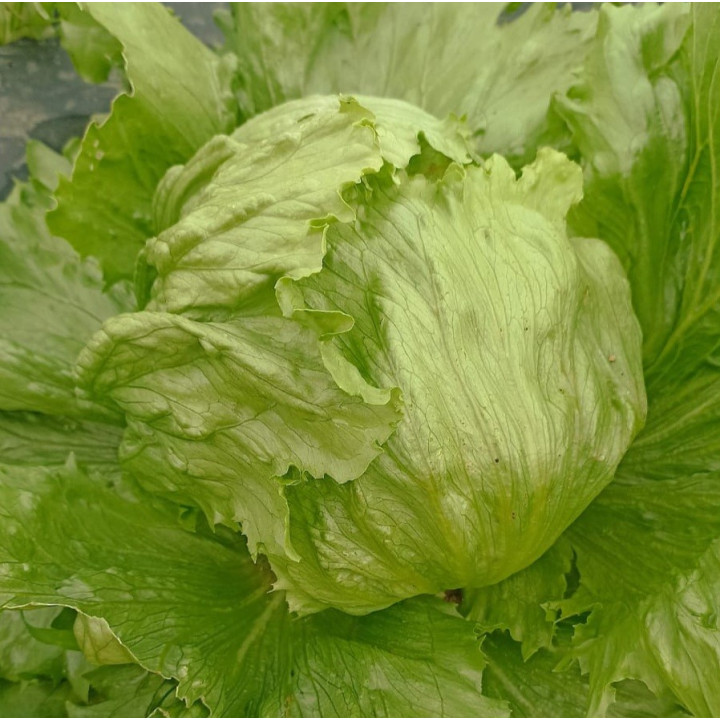 Salade iceberg BIO