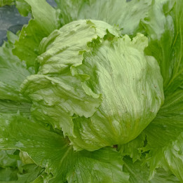 Salade iceberg BIO