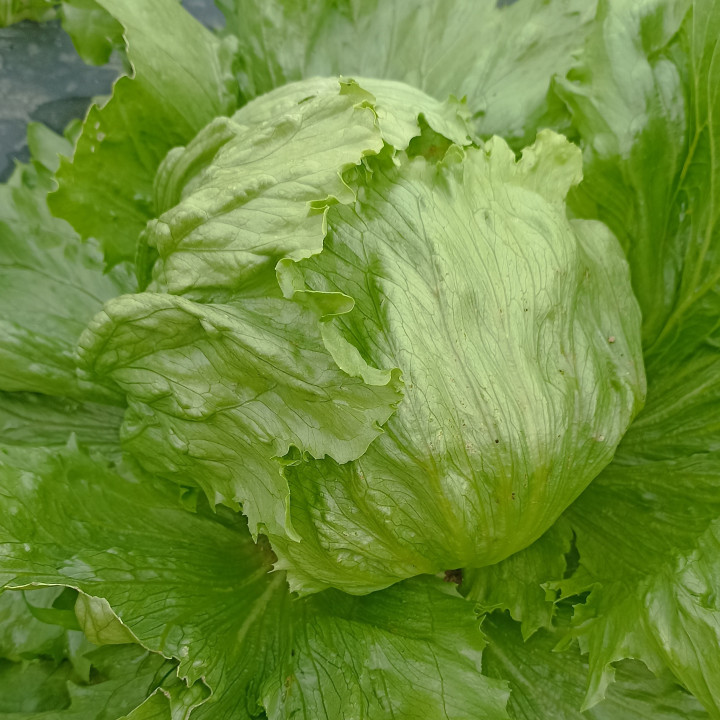 Salade iceberg BIO