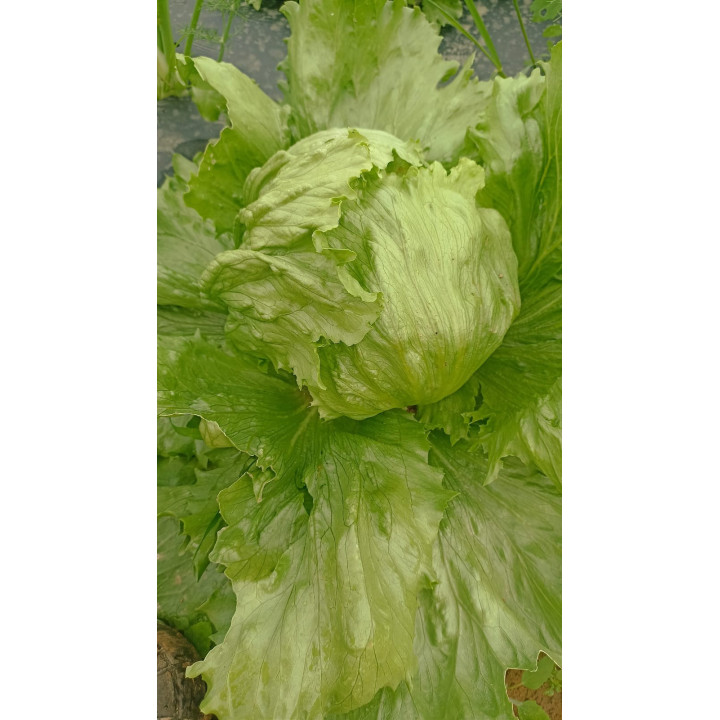 Poireaux CONGELéS 0.8kg bio